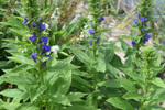 Image of Great Blue Lobelia