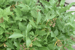 Image of Lovage