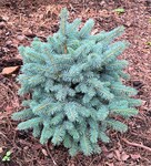 Plant name: Lundeby's Dwarf Colorado Spruce Picea pungens cv. Lundebys Dwarf