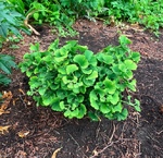 Plant name: Mariken Maidenhair Tree Ginkgo biloba cv. Mariken
