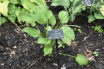 Image of Marnie's Delight Hosta