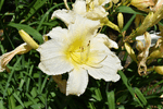 Image of Meteor Shower Daylily