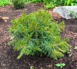 Plant name: Mini Twists Eastern White Pine Pinus strobus cv. Mini Twists