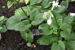 Image of Mojito Hosta