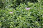 Image of Wild Bergamot