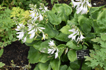 Image of Moonlight Sonata Hosta