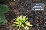 Image of Munchkin Fire Hosta