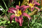 Image of My Lobster Daylily