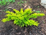 Plant name: Nana Aurescens Japanese Yew Taxus cuspidata cv. Nana Aurescens