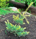 Plant name: Ogon Janome Variegated Japanese White Pine Pinus parviflora cv. Ogon Janome