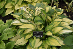 Image of Orange Marmalade Hosta