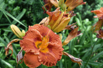 Image of Orange Smiles Daylily