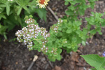 Image of Oregano