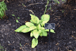 Image of Paradigm Hosta