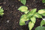 Image of Paul's Glory Hosta