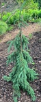 Plant name: Pendula Weeping White Spruce Picea glauca cv. Pendula