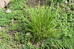 Image of Pennsylvania Sedge