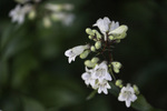 Image of Penstemon