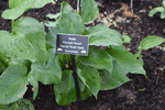 Image of Piecrust Power Hosta