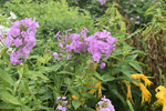 Image of Garden Phlox