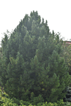 Image of Forest Sky Pine