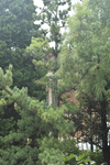 Image of Blue Short Needle Japanese White Pine