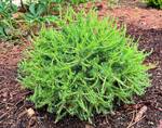 Plant name: Prag European Larch Larix decidua cv. Prag