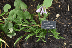 Image of Praying Hands Hosta