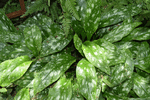 Image of Lungwort