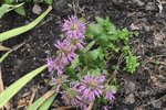 Image of Bee Mine Lavender Beebalm