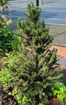 Plant name: Silver Fir Abies alba cv. Pyramidalis