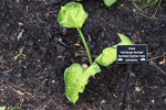 Image of Rainforest Sunrise Hosta