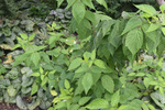 Image of American Red Raspberry