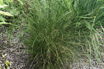 Image of Tara Prairie Dropseed