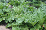 Image of Garden Rhubarb