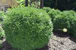 Image of Hybrid Boxwood