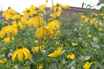 Image of Giant Coneflower