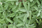 Image of Sage 