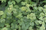 Image of Upright Wild Ginger