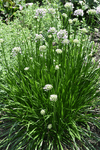 Image of Ornamental Onion 