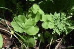 Image of Foam Flower 