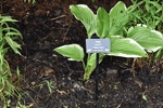 Image of Victory Hosta