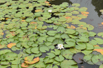 Image of Virginalis Water Lily