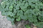 Image of Wild Ginger