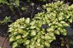 Image of Wylde Green Cream Hosta