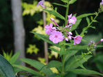 Image of Fairest One Summer Phlox