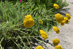 Image of Terra Cotta Common Yarrow