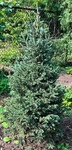 Plant name: Yukon Blue White Spruce Picea glauca cv. Yukon Blue